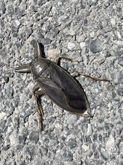 Lethocerus americanus