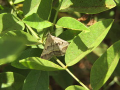 Acantholipes regularis