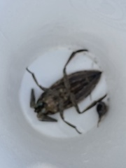 Lethocerus americanus