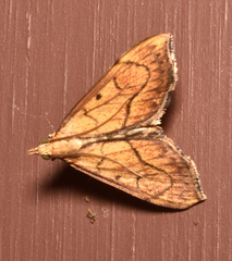 Anarmodia