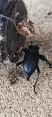 Blaps lusitanica