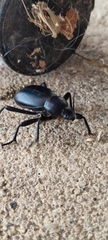 Blaps lusitanica