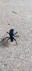 Blaps lusitanica
