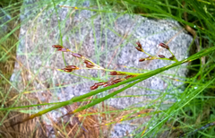 Juncus filiformis