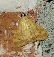 Pyrausta pseudonythesalis