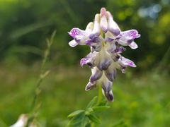 Vicia orobus