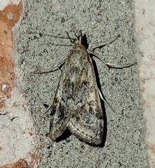 Loxostege allectalis