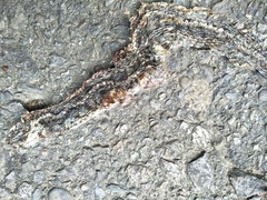 Amphiesma stolatum