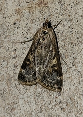 Loxostege allectalis