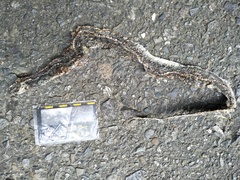 Amphiesma stolatum