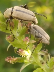 Macrodactylus nigripes