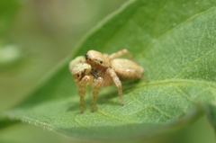 Carrhotus sannio