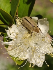 Macrodactylus nigripes