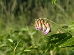 Vicia orobus