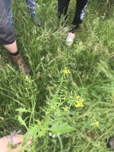 Močvarni grbač (Rorippa palustris)