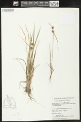 Carex lepidocarpa