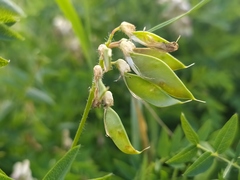 Vicia orobus