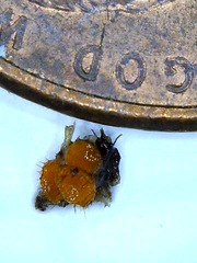 Cheilymenia stercorea