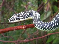 Chrysopelea paradisi