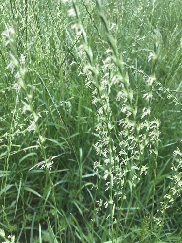 mätonoh trváci (Lolium perenne)