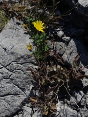 Hieracium glaucinum similatum