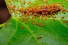 Crematogaster minutissima