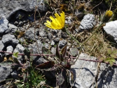 Hieracium glaucinum similatum