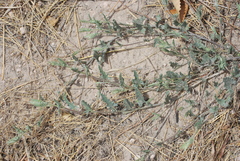 Convolvulus equitans