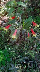 Alstroemeriaceae