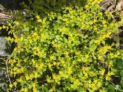 Sedum formosanum