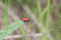 Lopheros rubens