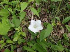 Calystegia spithamaea