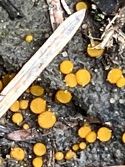 Cheilymenia stercorea