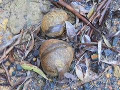 Pisolithus marmoratus