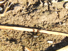 Diapontia uruguayensis