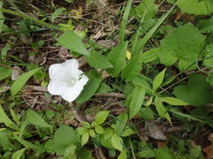 Calystegia spithamaea