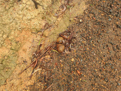 Pisolithus marmoratus