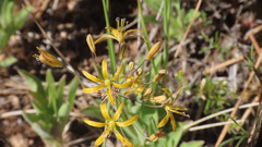 Bloomeria crocea