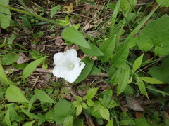Calystegia spithamaea
