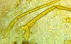 Cheilymenia stercorea