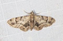 Gymnoscelis lophopus