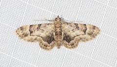 Gymnoscelis lophopus