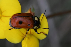 Cryptocephalus cordiger