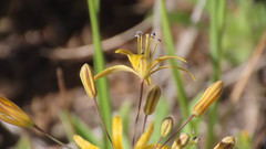Bloomeria crocea