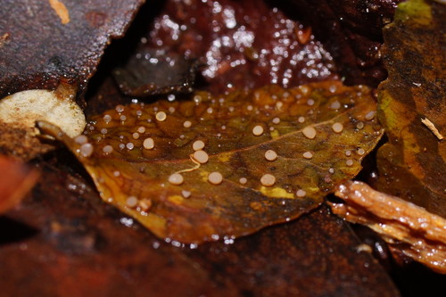 Lanzia berggrenii image