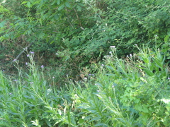 Cirsium monspessulanum