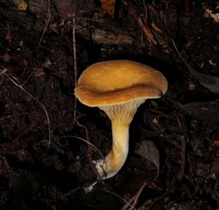 Austropaxillus