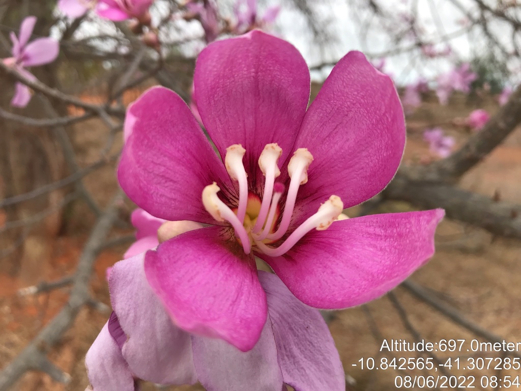 Chorisia pubiflora (A.St.-Hil.) G.Dawson 2