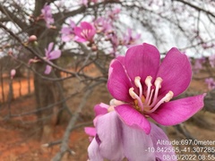 Ceiba pubiflora