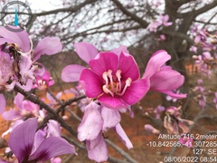 Ceiba pubiflora